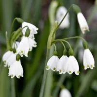 Leucojum aestivum