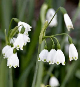 Leucojum aestivum