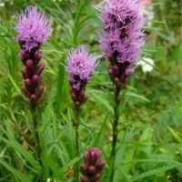 Liatris spicata x hybrids