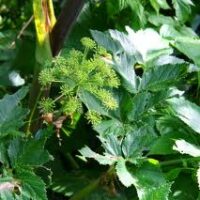 Angelica archangelica