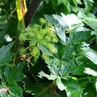 Angelica archangelica
