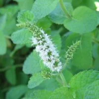 Mentha suaveolens