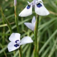 Moraea aristata
