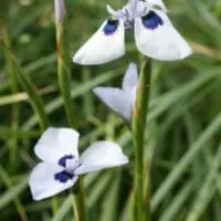 Moraea aristata