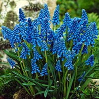 Muscari armeniacum x hybrids