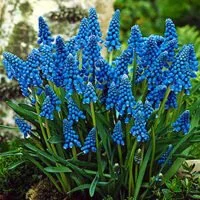 Muscari armeniacum x hybrids