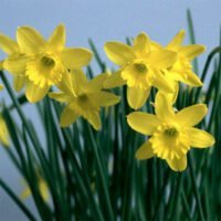 Narcissus x hybrids