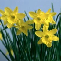 Narcissus x hybrids
