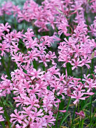 nerine-bowdenii-