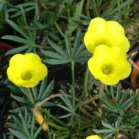 Oxalis flava