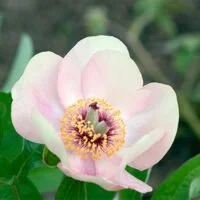 Paeonia x hybrids
