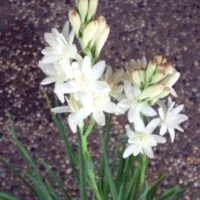 Polianthes tuberosa x hybrids