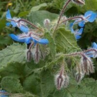 Borago officinalis