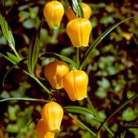 Sandersonia aurantiaca