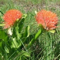 Scadoxus puniceus