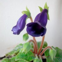 Sinningia speciosa x hybrids