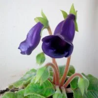 Sinningia speciosa x hybrids