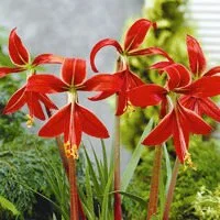 Sprekelia formosissima