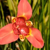 Tigridia pavonia x hybrids