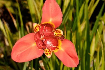 Tigridia pavonia x hybrids