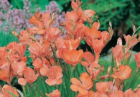 Tritonia x hybrids