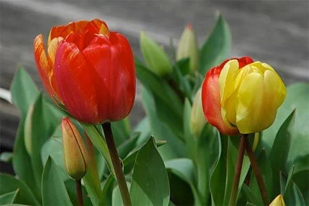 Tulipa x hybrids