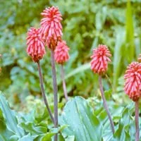 Veltheimia bracteata
