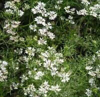 Coriandrum sativum