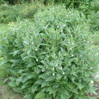 Symphytum officinale