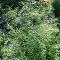 Anethum graveolens