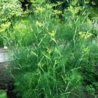 Foeniculum vulgare