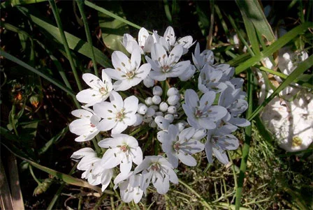 Allium neapolitanum