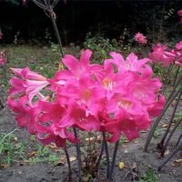 Amaryllis belladonna