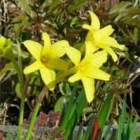 Chlidanthus fragrans