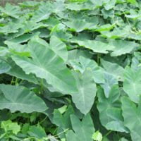 Colocasia x hybrid