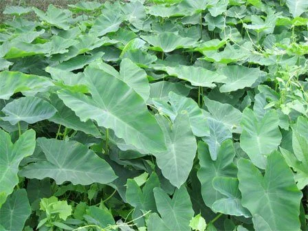 Colocasia x hybrid