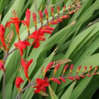 Crocosmia masonorum