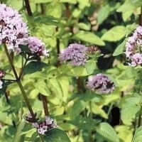 Origanum marjorana