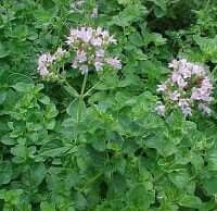Origanum vulgare