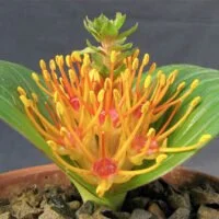 Daubenya species