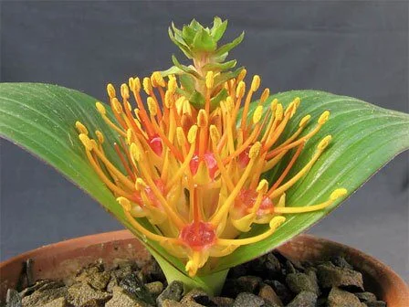 Daubenya species