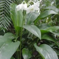Eucharis grandiflora