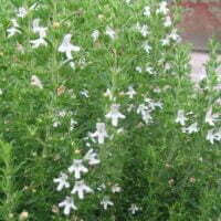 Satureja hortensis