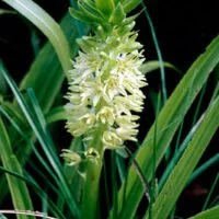 Eucomis autumnalis