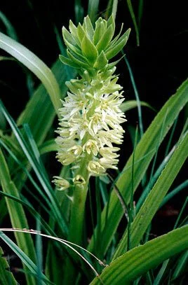 Eucomis autumnalis