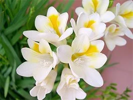 Freesia x hybrids