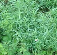 Artemisia dracunculus