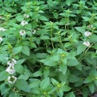 Mentha spicata