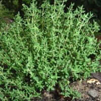 Thymus vulgaris