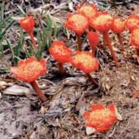 Haemanthus species